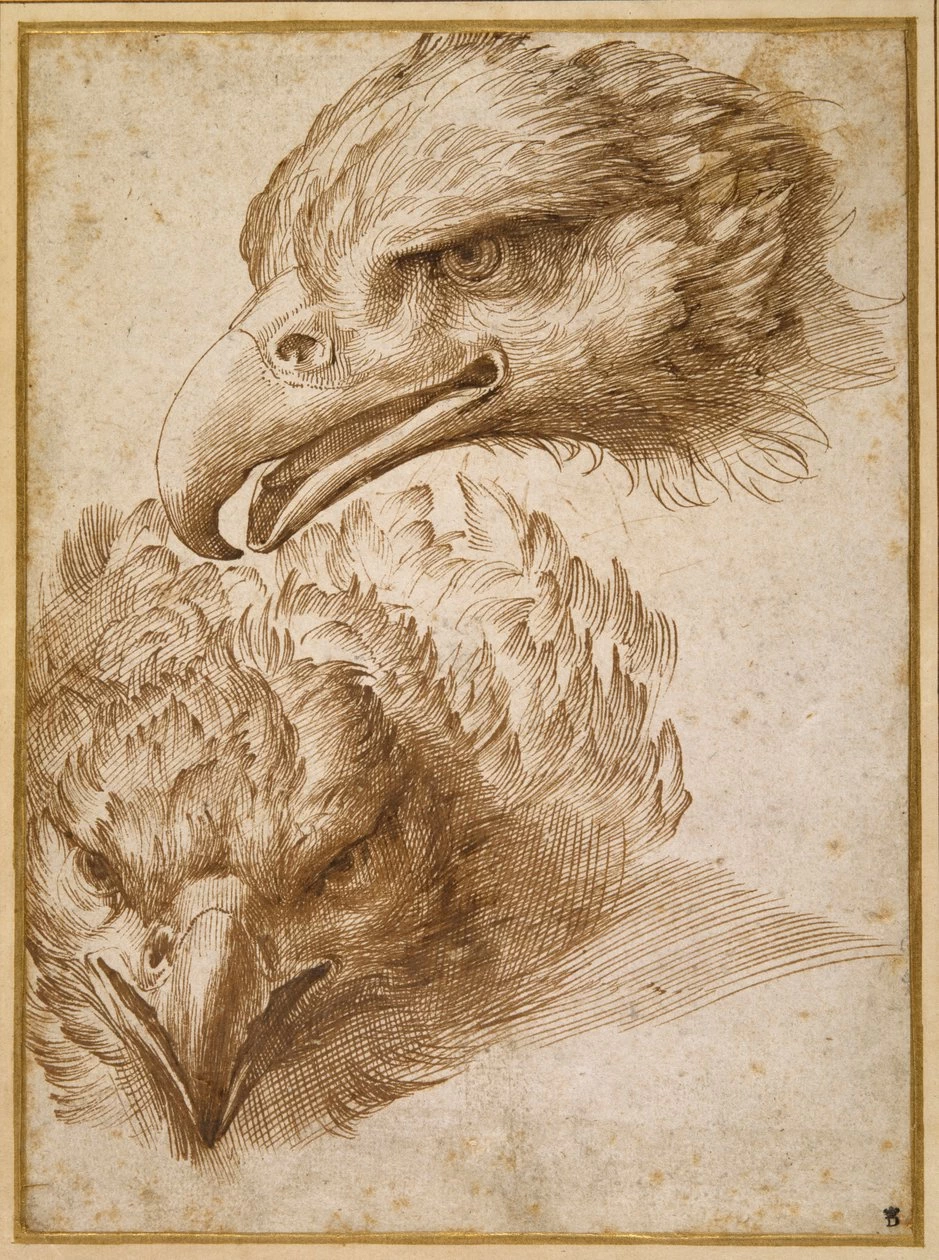 Perin del Vaga - 232, Studi della testa di un'aquila, The Devonshire Collections, Chatsworth